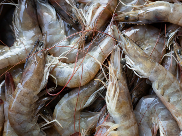 Cegah Gagal Panen: 5 Alasan Utama Deteksi Dini Penyakit Udang