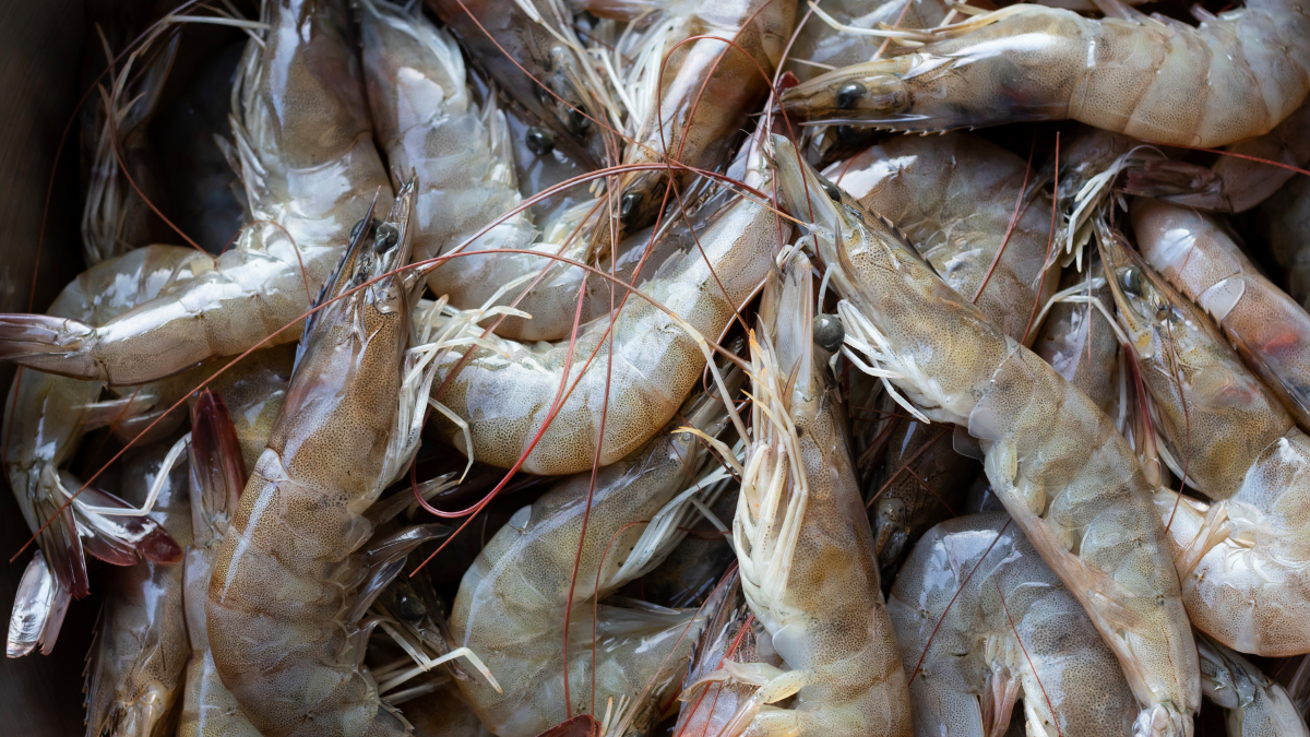 Pahami pentingnya deteksi penyakit udang