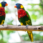 Pentingnya membedakan burung jantan & betina dengan DNA BirdSexing