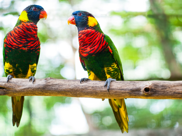 Bird Sexing: Kunci Sukses Breeding & Kesehatan Burung