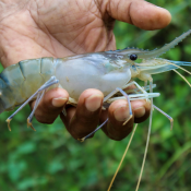 Mengenal Gejala Awal Penyakit Udang Secara Visual di Tambak