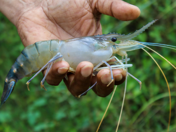 Gejala Awal Penyakit Udang: Observasi Visual di Tambak Udang